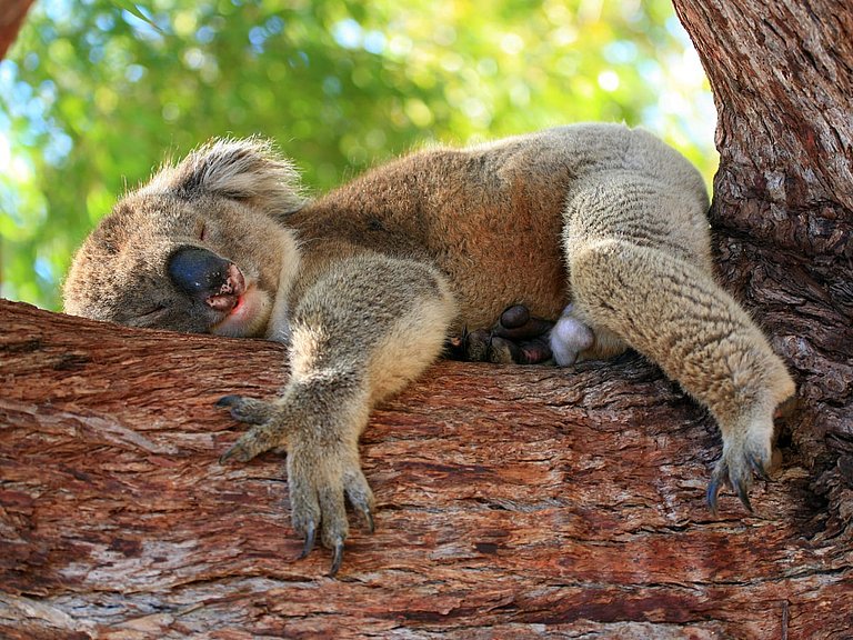 Koala mit typisch großer Nase schläft auf einem Eukalyptus-Baum.