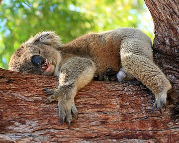 Koala mit typisch großer Nase schläft auf einem Eukalyptus-Baum.
