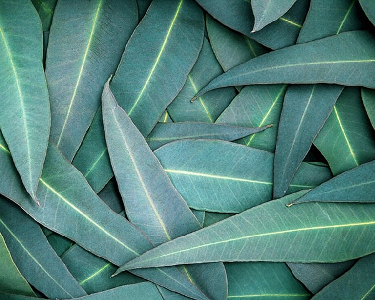 Eukalyptusblätter am Baum hängend