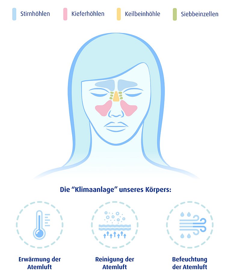 Infografik über den Aufbau und die Funktion der Nasennebenhöhlen.