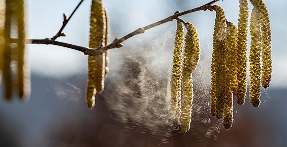 Eine Nasennebenhöhlenentzündung kann auch durch eine Pollenallergie entstehen. Haselnussblüten an einem Ast, mit sich lösenden Pollen.