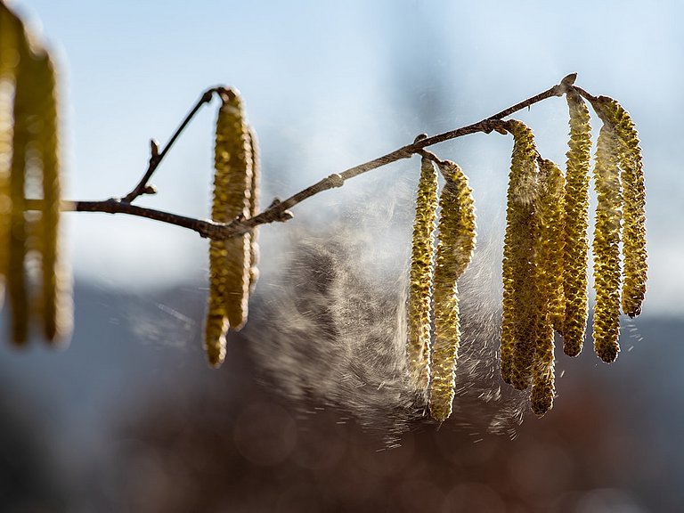 	sinolpan-magazin- nasennebenhoehlenentzuendung- pollenallergie-heuschnupfen	Eine Nasennebenhöhlenentzündung kann auch durch eine  Pollenallergie entstehen.	Haselnussblüten an einem Ast, mit sich lösenden Pollen.