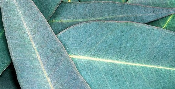 Lose liegende Eukalyptusblätter