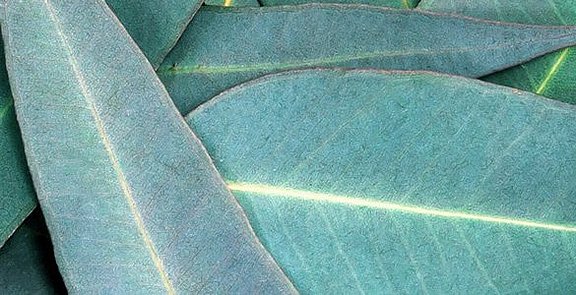 Der Sinolpan-Wirkstoff Cineol wird aus Eukalyptusöl gewonnen. Lose liegende Eukalyptusblätter