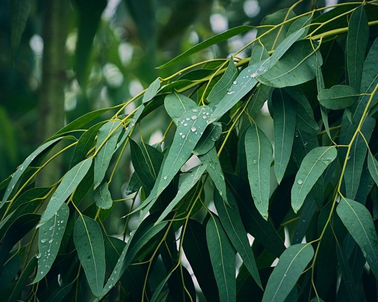 Cineol ist ein bewährter Wirkstoff mit vielen Vorteilen. Nasse Eukalyptusblätter