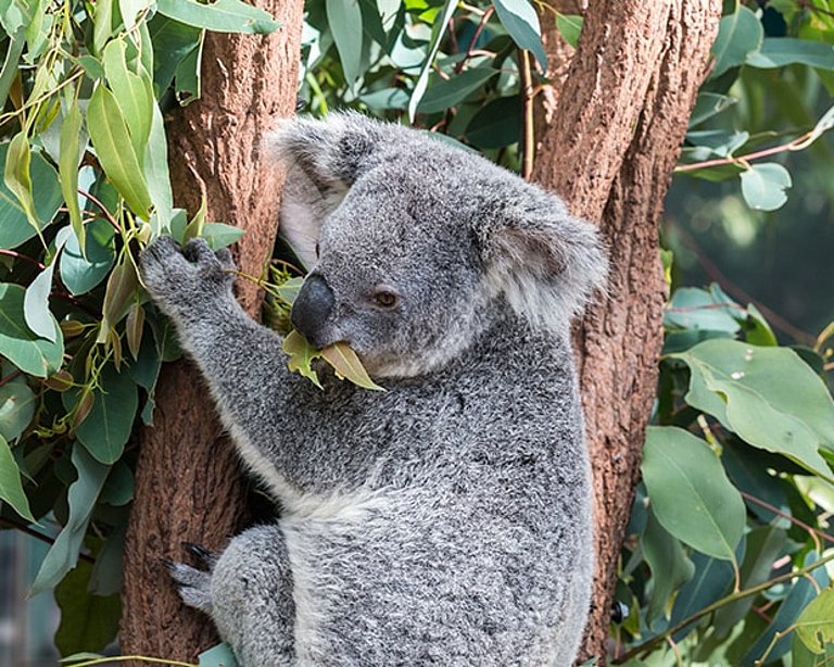 Eukalyptusbäume sind nicht nur bei Koalas beliebt. Ein Koala in einem Eukalyptusbaum.